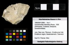 Foto (Objekt + Etiketten) von Goniodromites bidentatus (Reuss, 1858) 